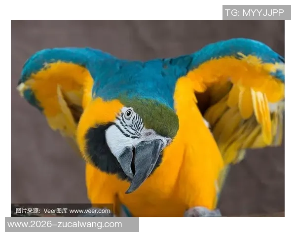 都柏林动物园为鹦鹉命名帕洛特引发热议带队杀入附加赛